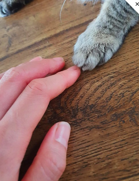 A gentle hand beside a pet's paw