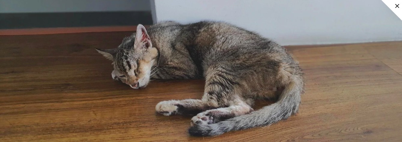 An older cat resting comfortably at home